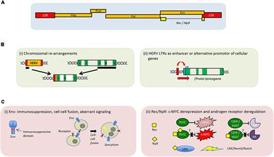 HERVs New Role in Cancer: From Accused Perpetrators to Cheerful Protectors